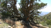 PICTURES/Granite Mountain Trail/t_Big Tree5.JPG
